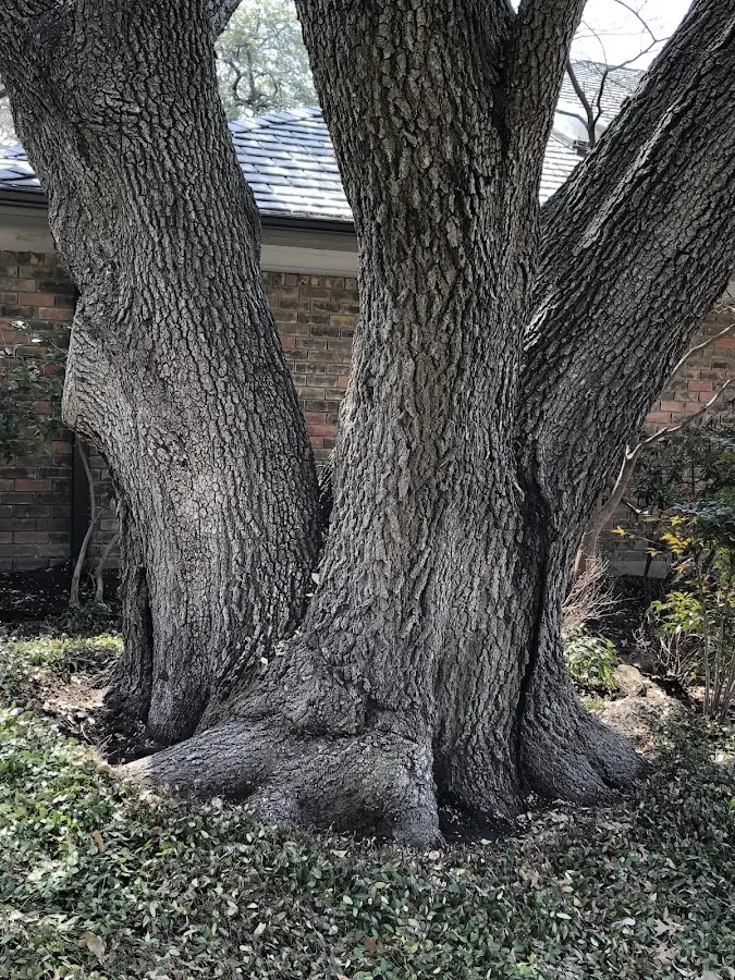 Mature heritage tree close to a Hill City property cared for by certified arborists